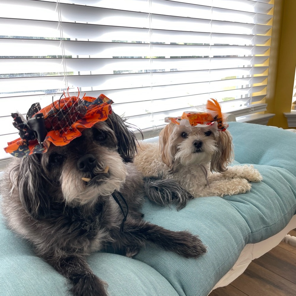 Halloween & Fall Dog hats (2) these are handmade using stiffened fabric